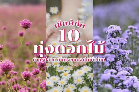 10 ทุ่งดอกไม้ ใกล้กรุงเทพ ถ่ายรูปสวย เที่ยวสวนดอกไม้ทั่วไทย