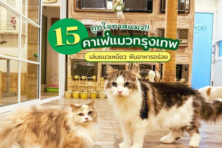 15 คาเฟ่แมว 2569 คาเฟ่แมว กรุงเทพมหานคร เดินทางง่าย ถูกใจทาสแมว