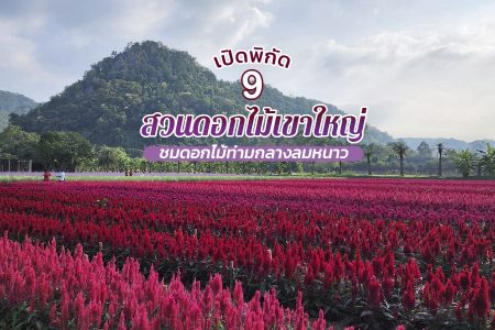 9 สวนดอกไม้เขาใหญ่ 2569 ปากช่อง เปิดใหม่ เข้าฟรี ชมดอกไม้ ถ่ายรูปสวย